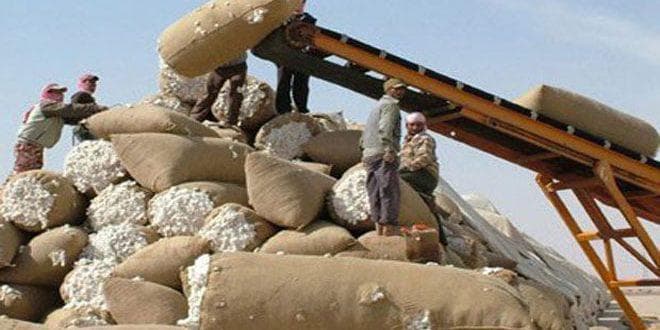 نقص العمالة وقدم الآلات أهم مشاكل محلج الفداء بحماة