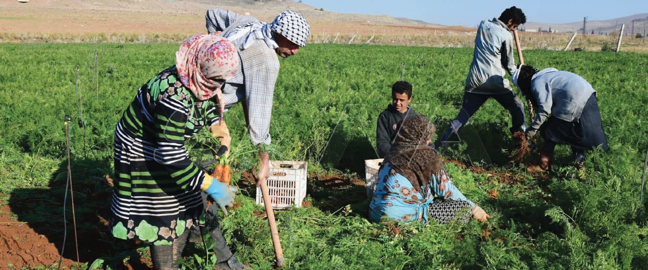 الزراعة في السويداء