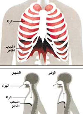 الاختناق عند الخوف نتيجة كثرة الزفير وليس لنقص الأوكسيجين 