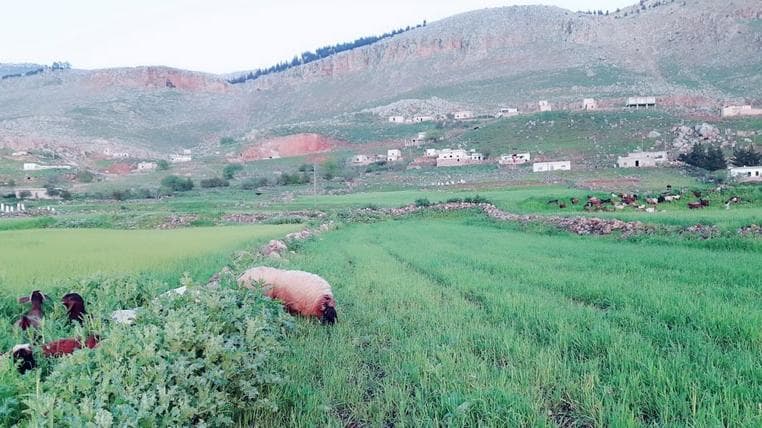 جبل الزاوية