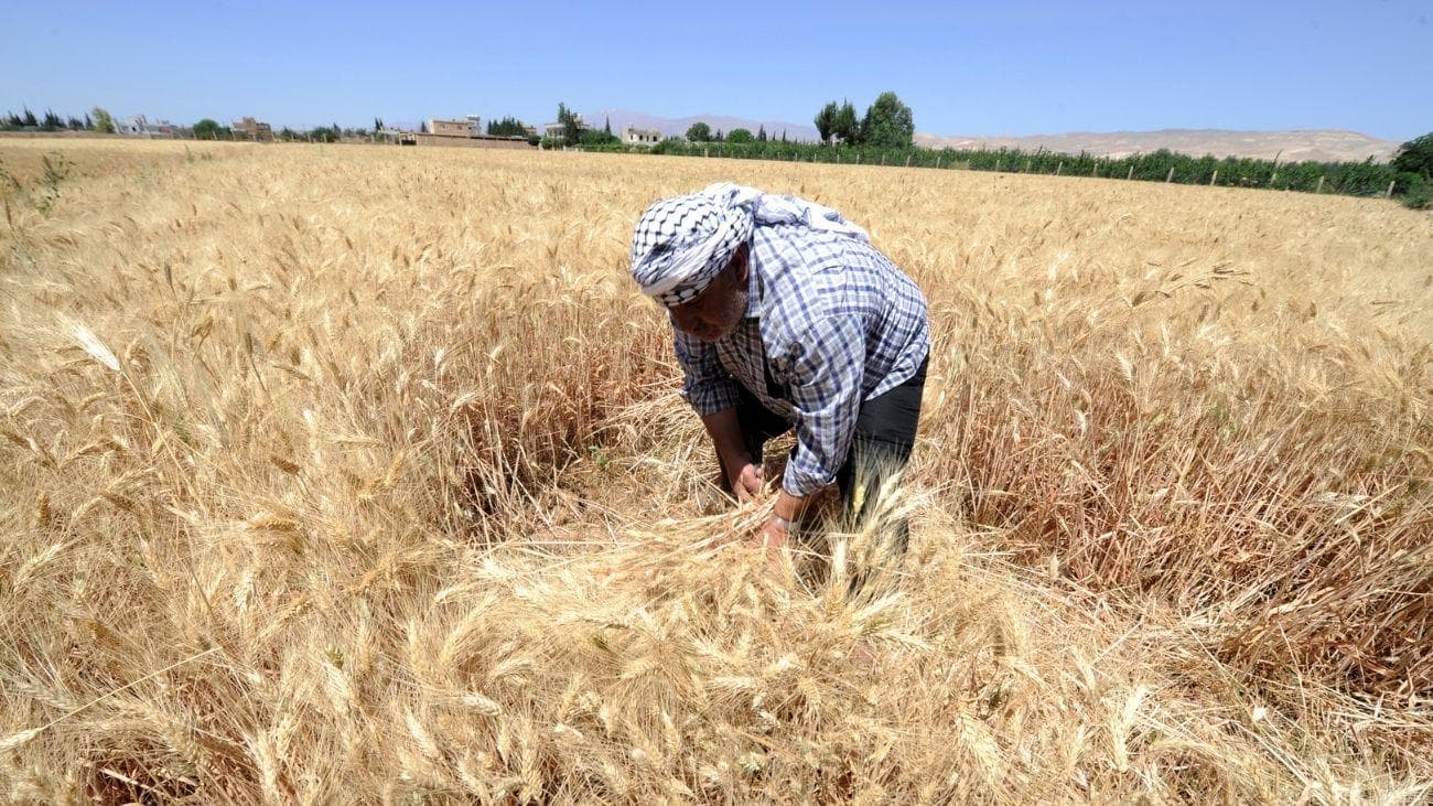 بدء عملية زراعة محصول القمح بالسويداء