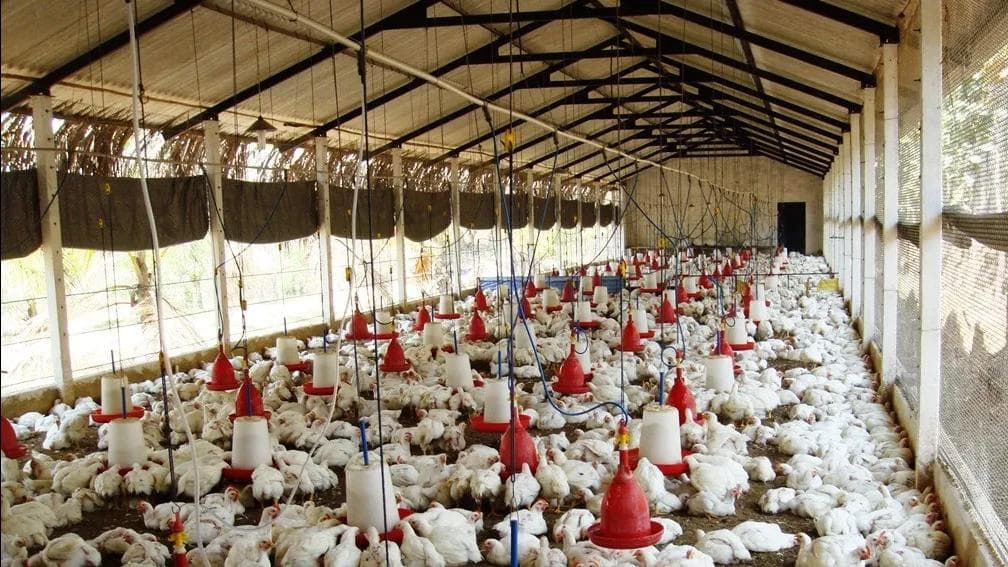 رفع سعر المازوت قد يسبب تنحي مربي الدواجن عن العمل.. وفقدان الفروج من الأسواق 