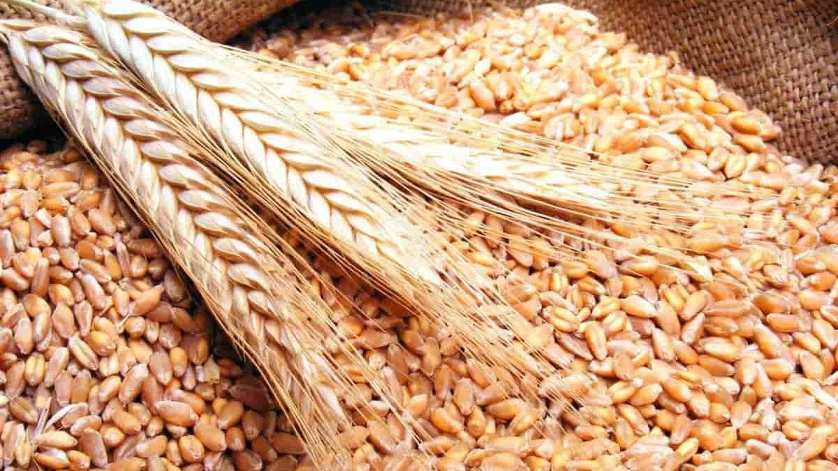 المصرف الزراعي التعاوني بدرعا يصرف أكثر من 255 ملياراً للفلاحين المنتجين للقمح