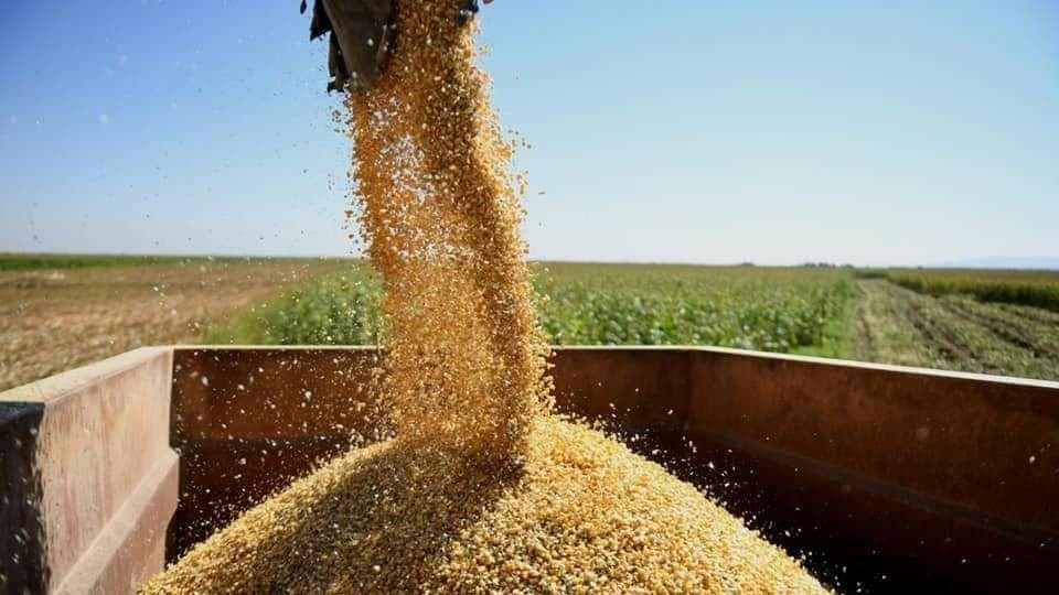 المؤسسة العامة للأعلاف تحدد موسم بدء تسويق محصول الذرة الصفراء وسعر شرائه