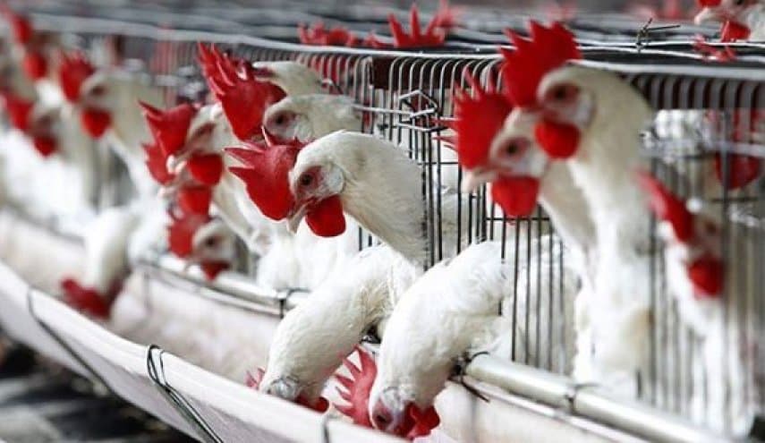 التجارة الداخلية تُسعر الفروج الحي بـ 7200 ليرة