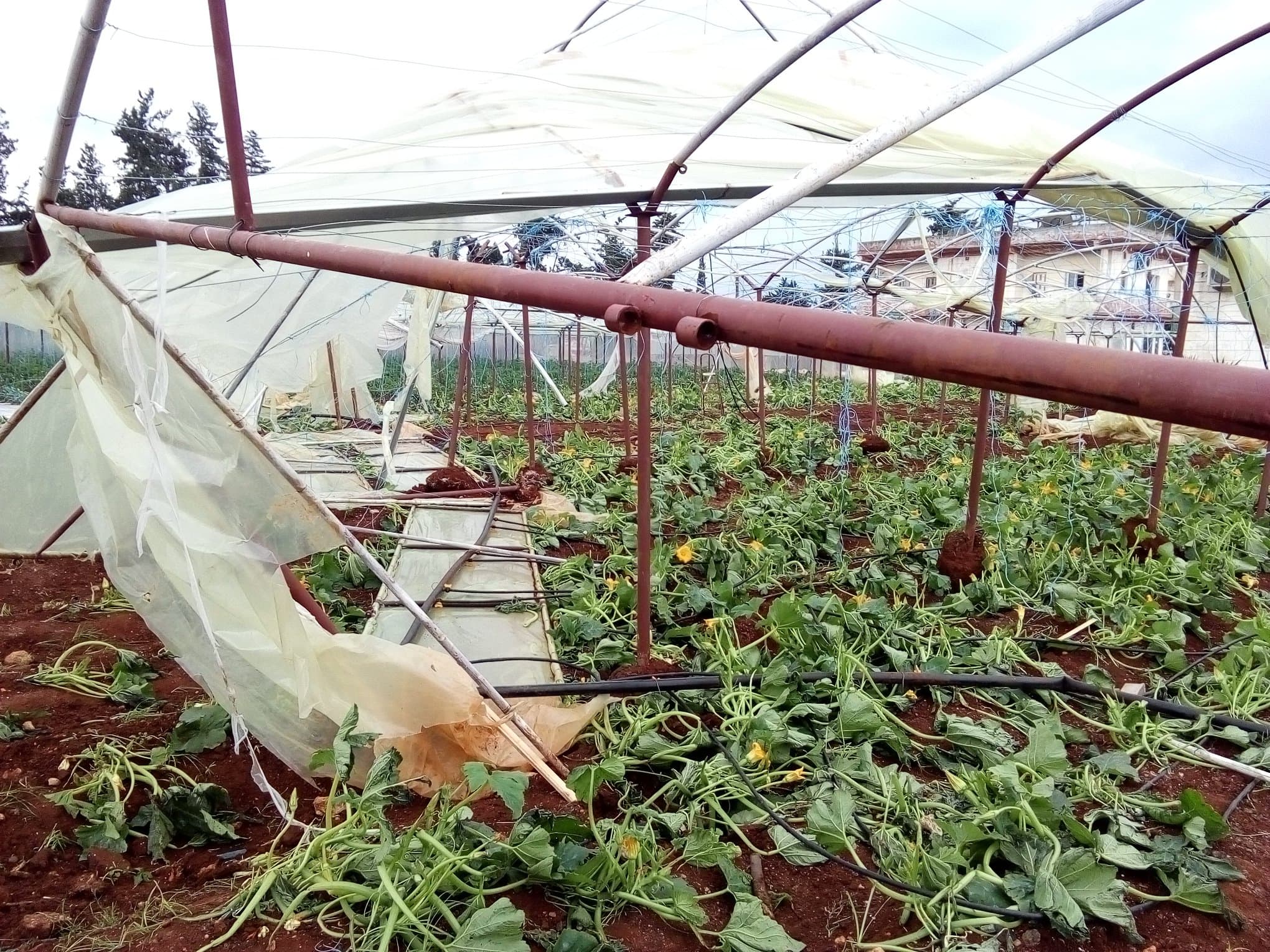 العاصفة المطرية تتسبب بأضرر في الأراض الزراعية والشبكات الكهربائية